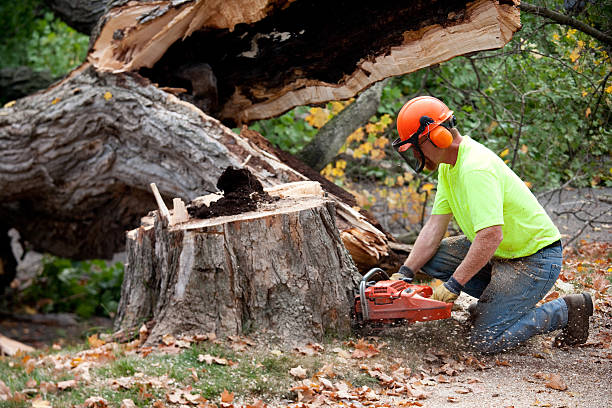 Best Tree Care Services  in USA